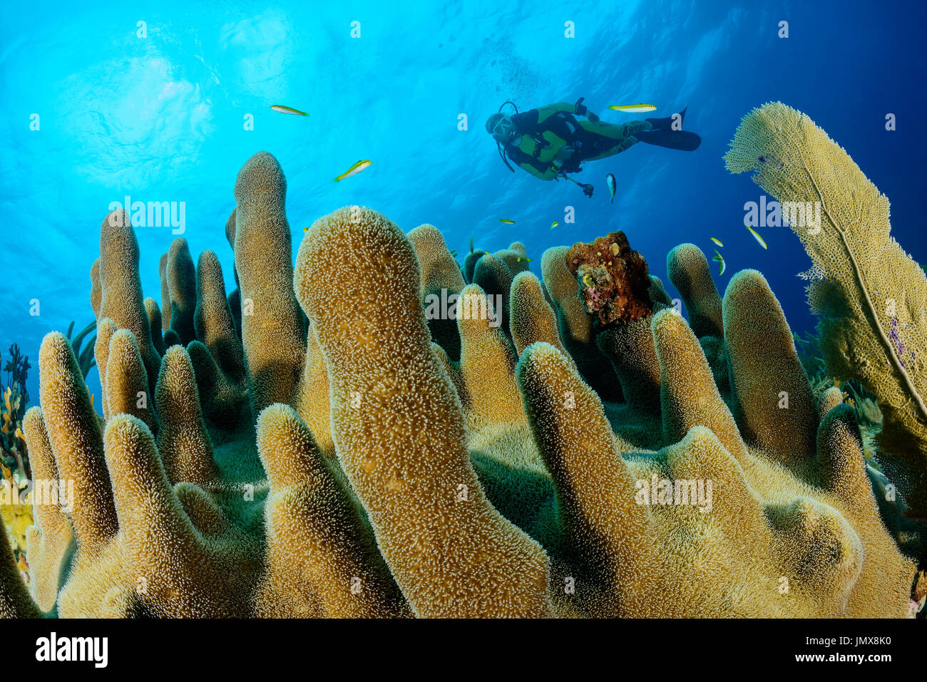 Dendrogyra cylindricus, Caribbean Coralrreef with pillar coral and scuba diver, Cooper Island, British Virgin Islands, Caribbean Sea Stock Photo