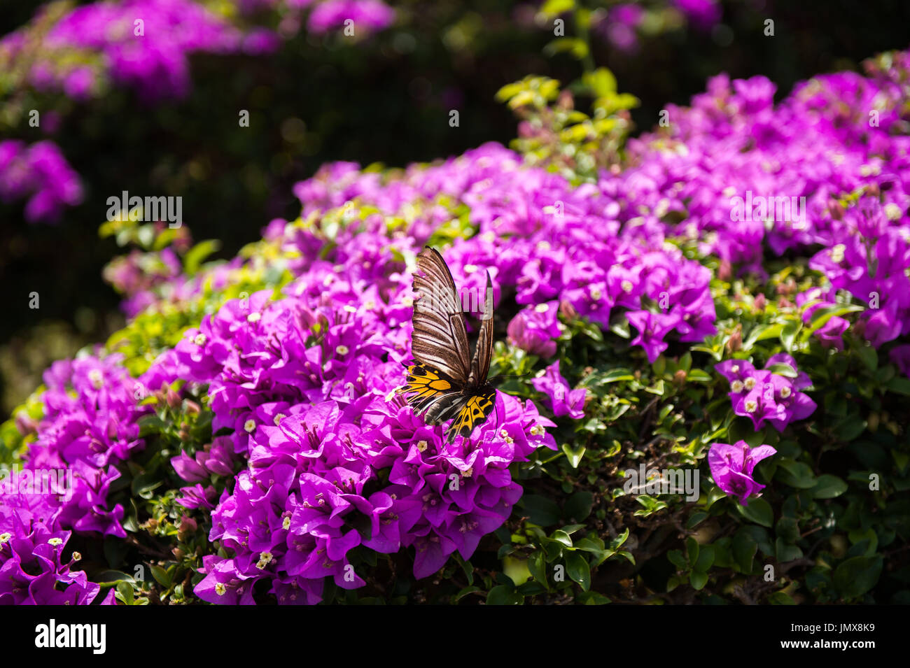 butterfly in wildlife taken in Thailand Stock Photo