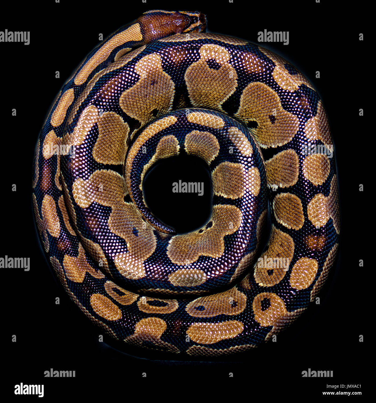 Royal python hi-res stock photography and images - Alamy