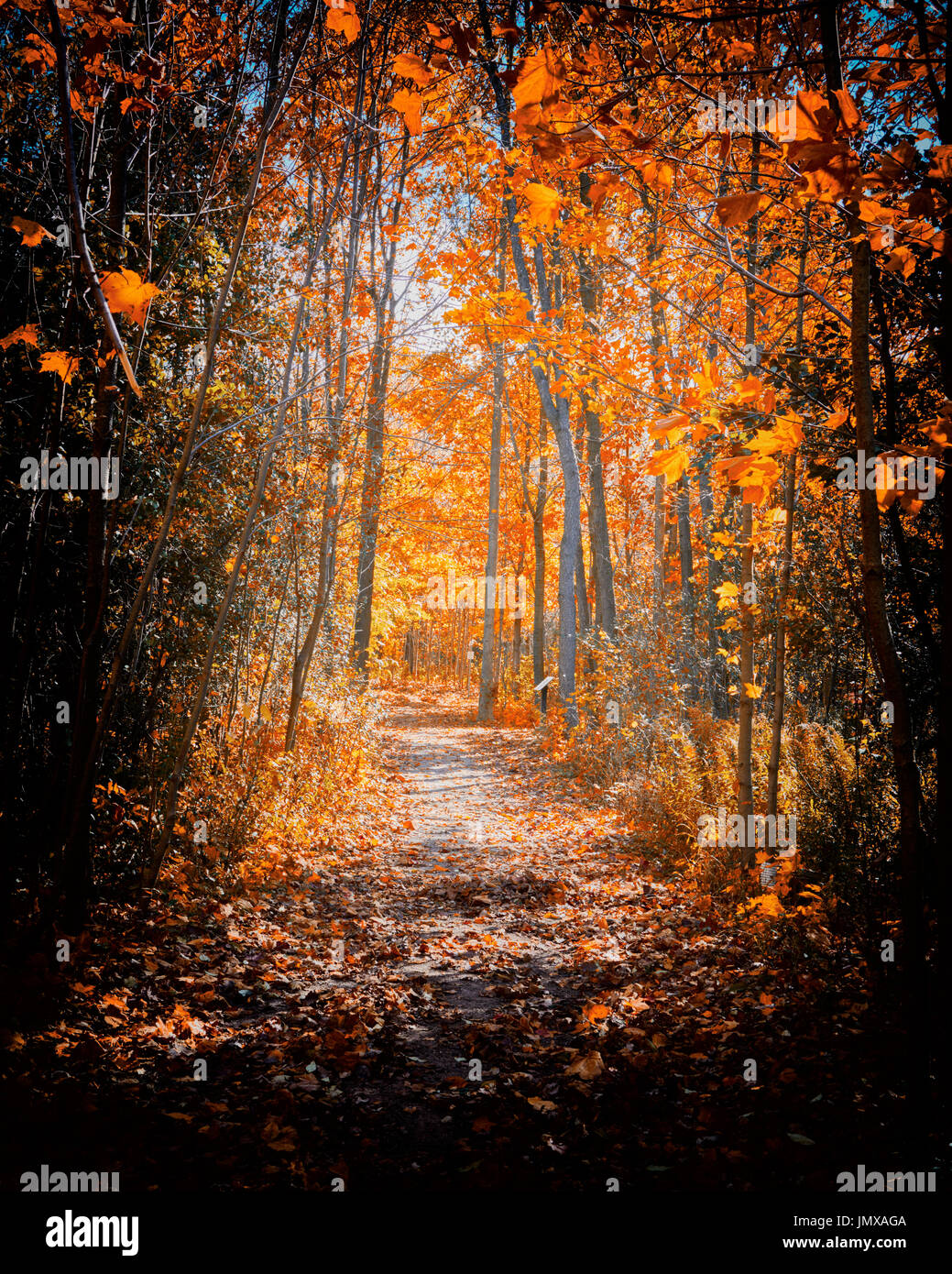 Autumn Woods Stock Photos And Autumn Woods Stock Images Alamy