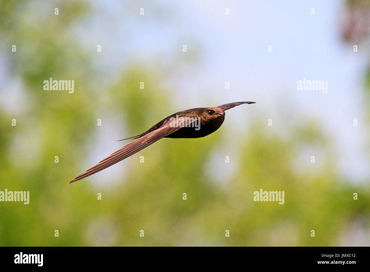 Fast bird flying over the city,wildlife Creative photos Stock Photo