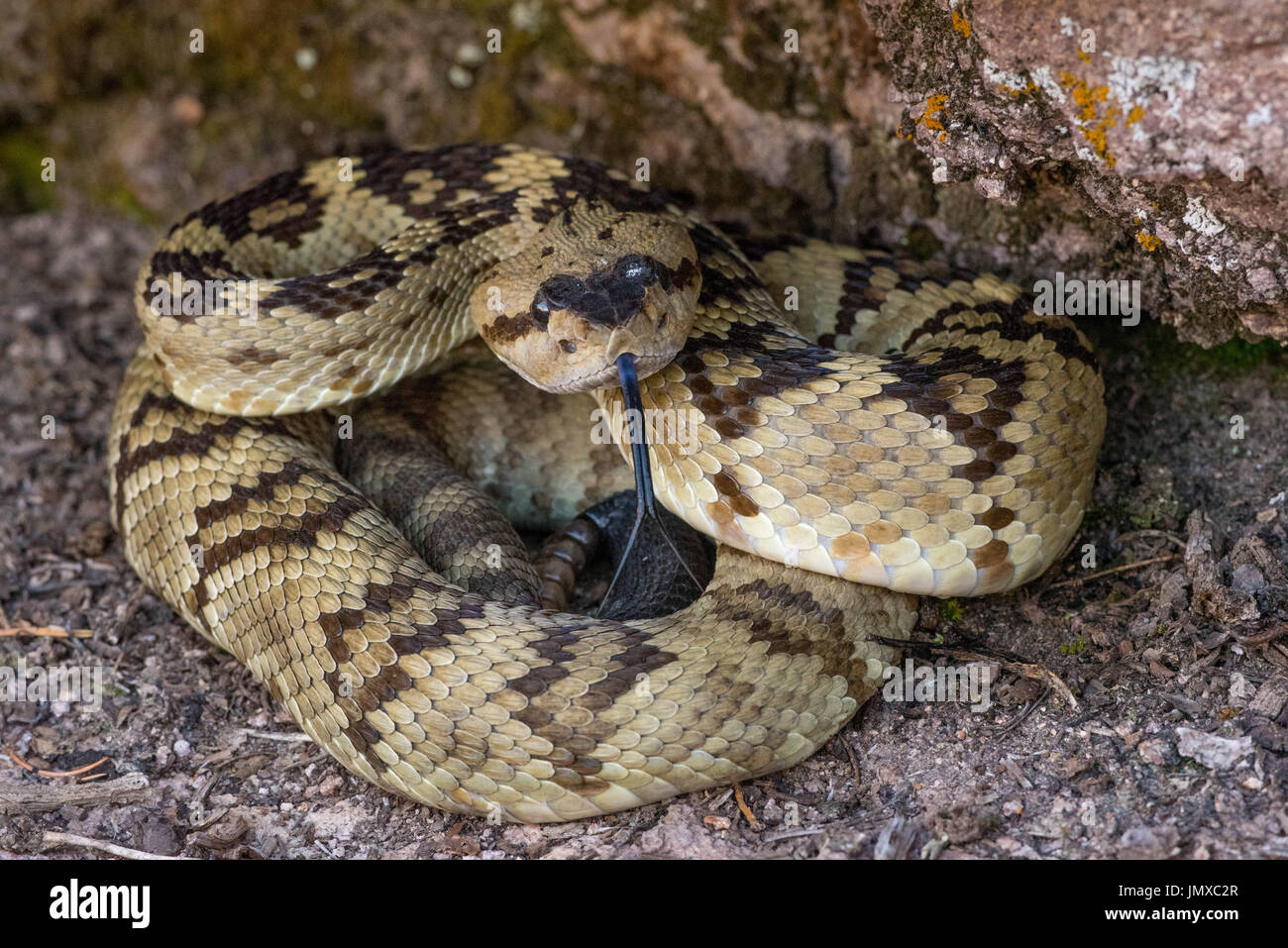 Western Black-tailed Rattlesnake, (Crotalus molasses), Gila Wilderness, Grant co., New Mexico, USA. Stock Photo