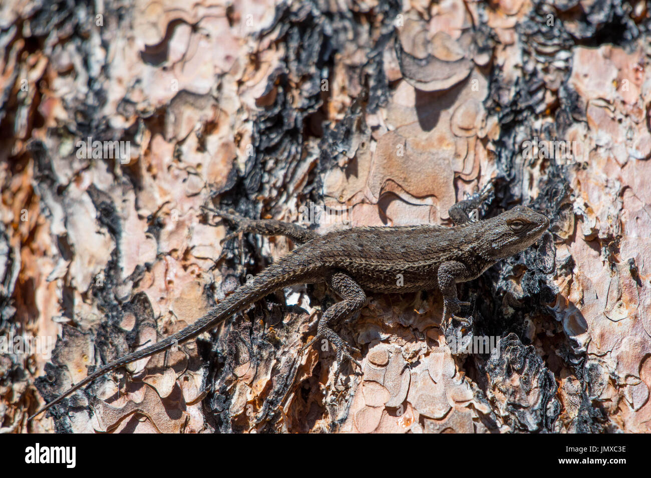 Southwestern Fence Lizard, (Sceloporus cowls), Gila Wilderness, New Mexico, USA. Stock Photo