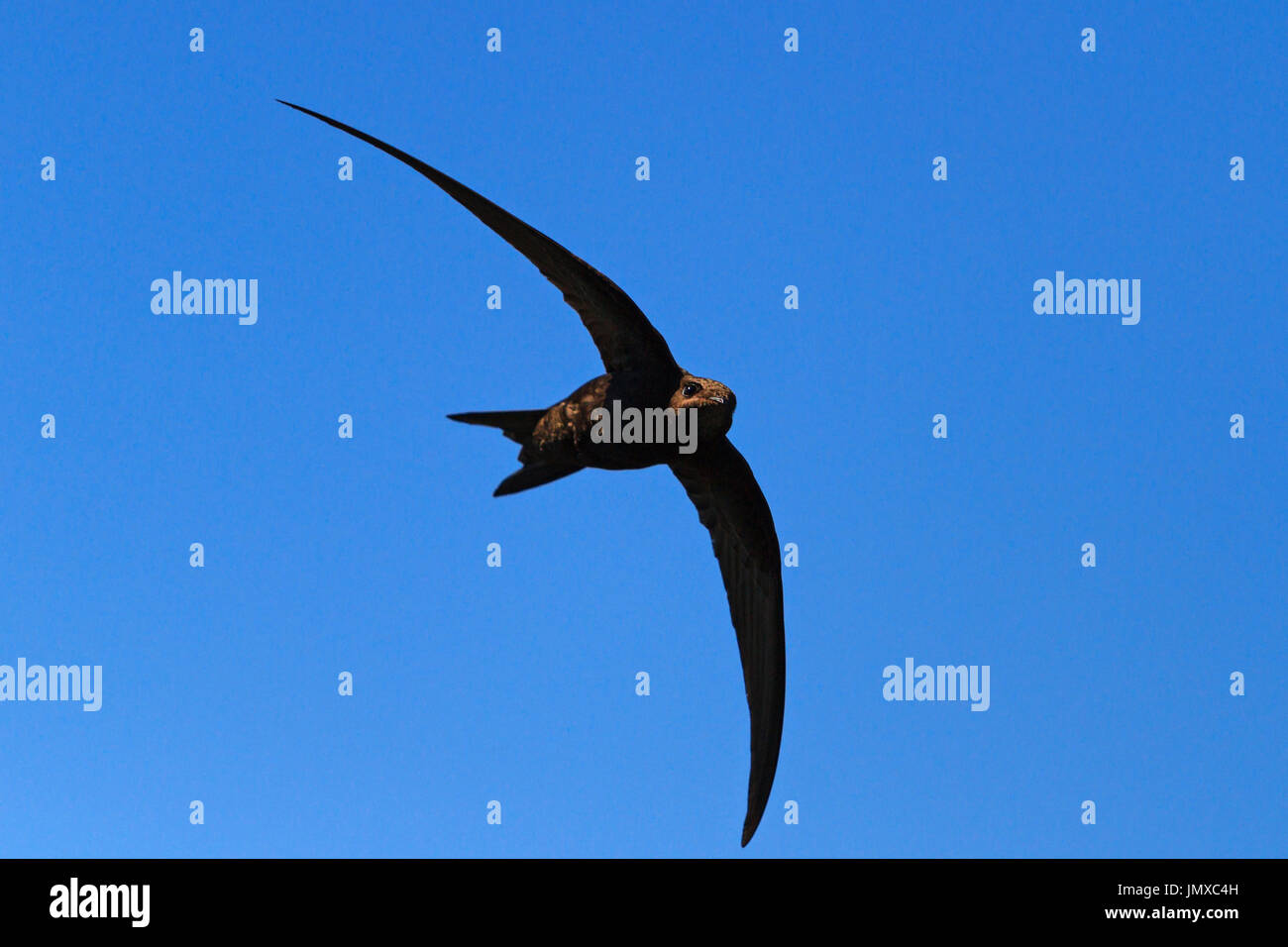 bird with wings in the form of a crescent,wildlife Stock Photo