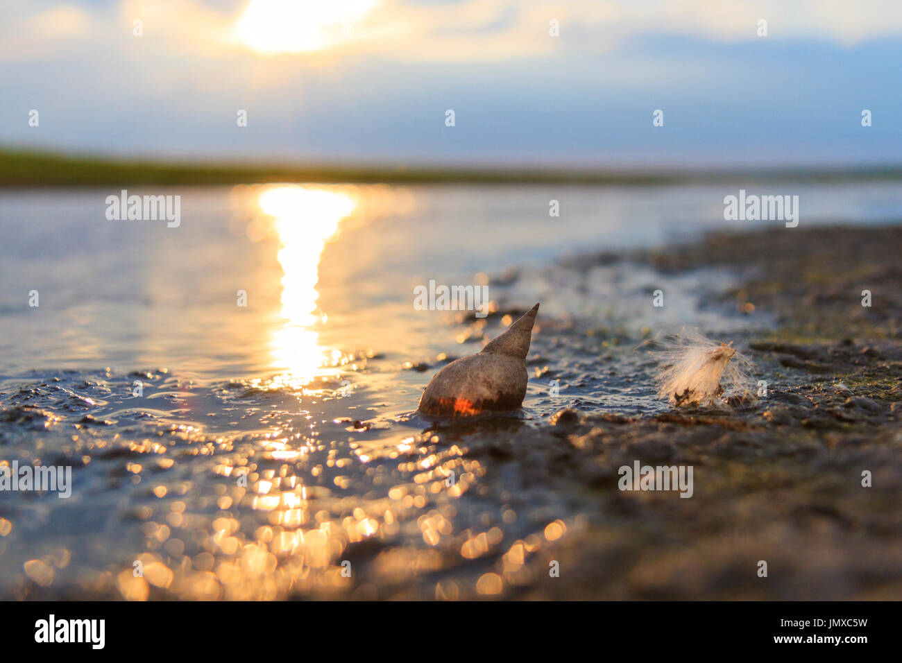 pearl in a swamp, a shell and a fluff on the shore of a lake,wildlife Stock Photo