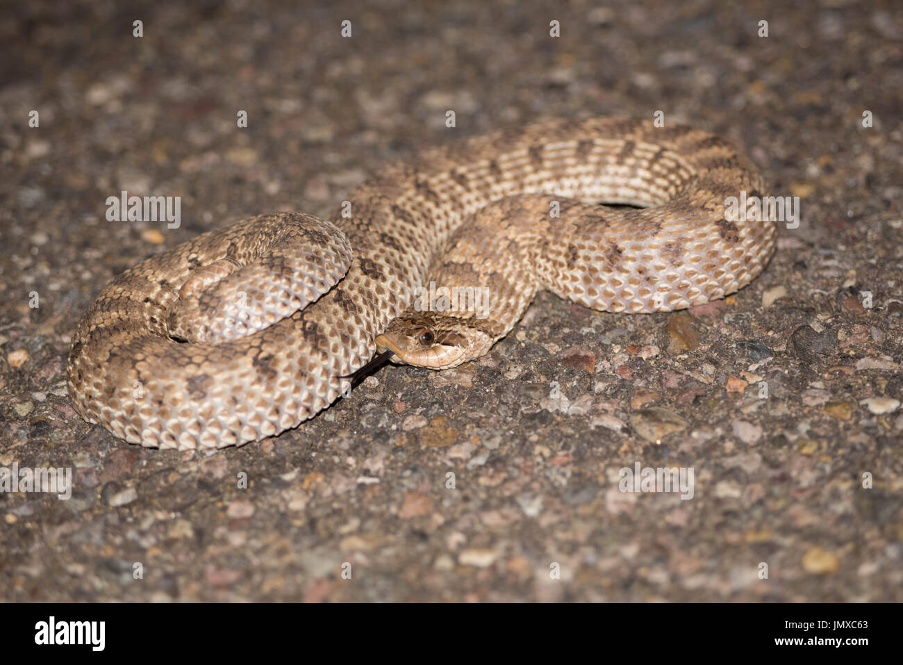 Mexican Hog-nosed Snake, (Heterodon kennerlyi), Hidalgo co., New Mexico, USA. Stock Photo