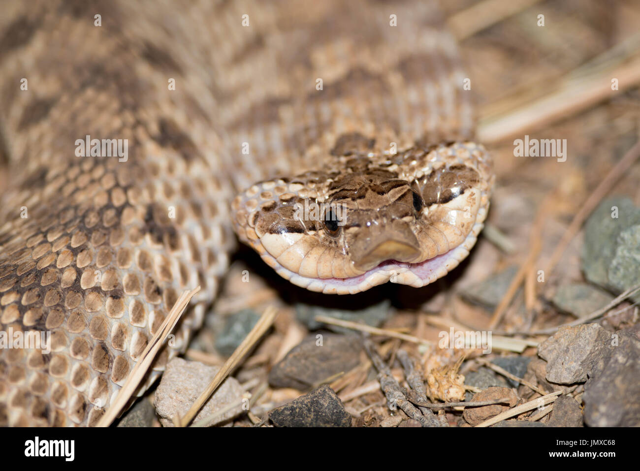 Mexican Hog-nosed Snake, (Heterodon kennerlyi), Hidalgo co., New Mexico, USA. Stock Photo