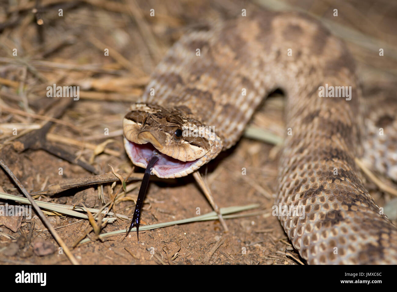 #mexican hog-nosed snake #defensive #wildlife #new mexico #mimicry Stock Photo