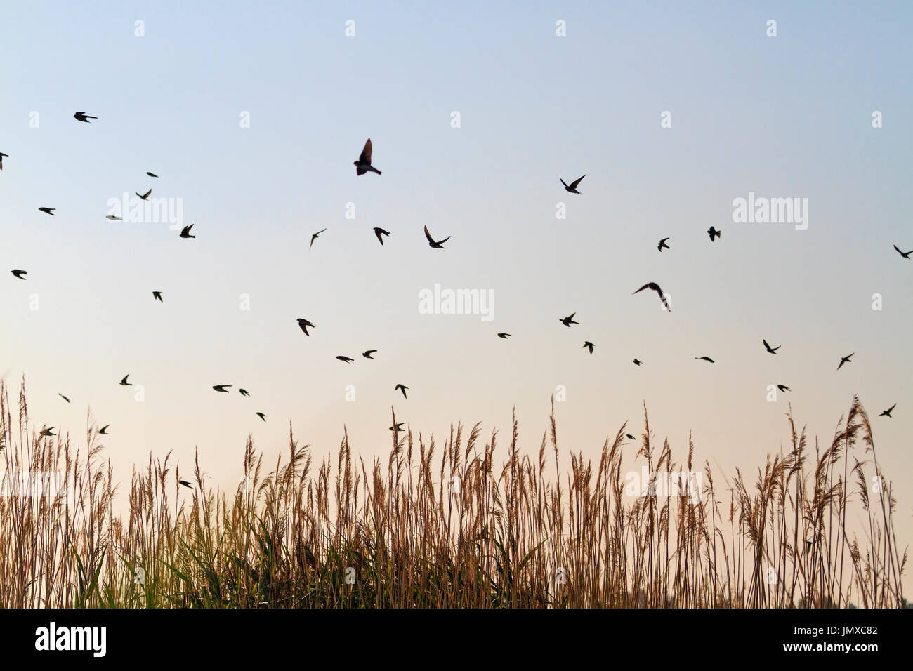 Swallows fly over the reed,wildlife ,creative photos Stock Photo