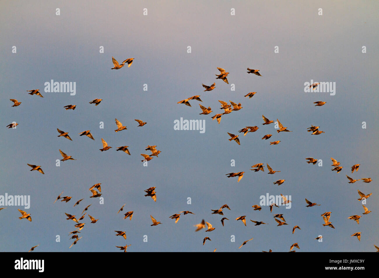 Wild birds in the stormy sky,wildlife,creative photos Stock Photo