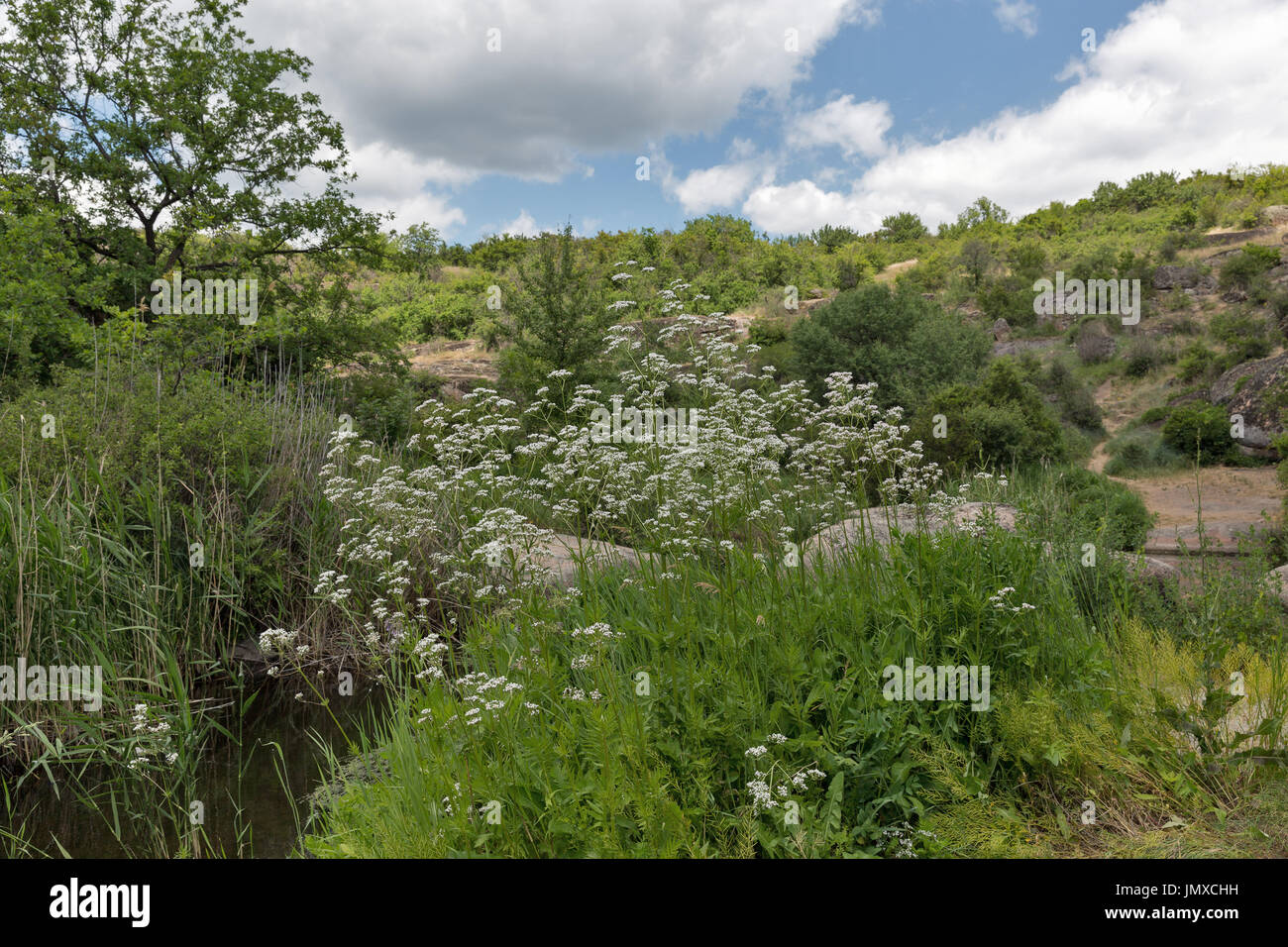 Medicinal herb valerian bush growing in Arbuzynka canyon, Ukraine. Stock Photo