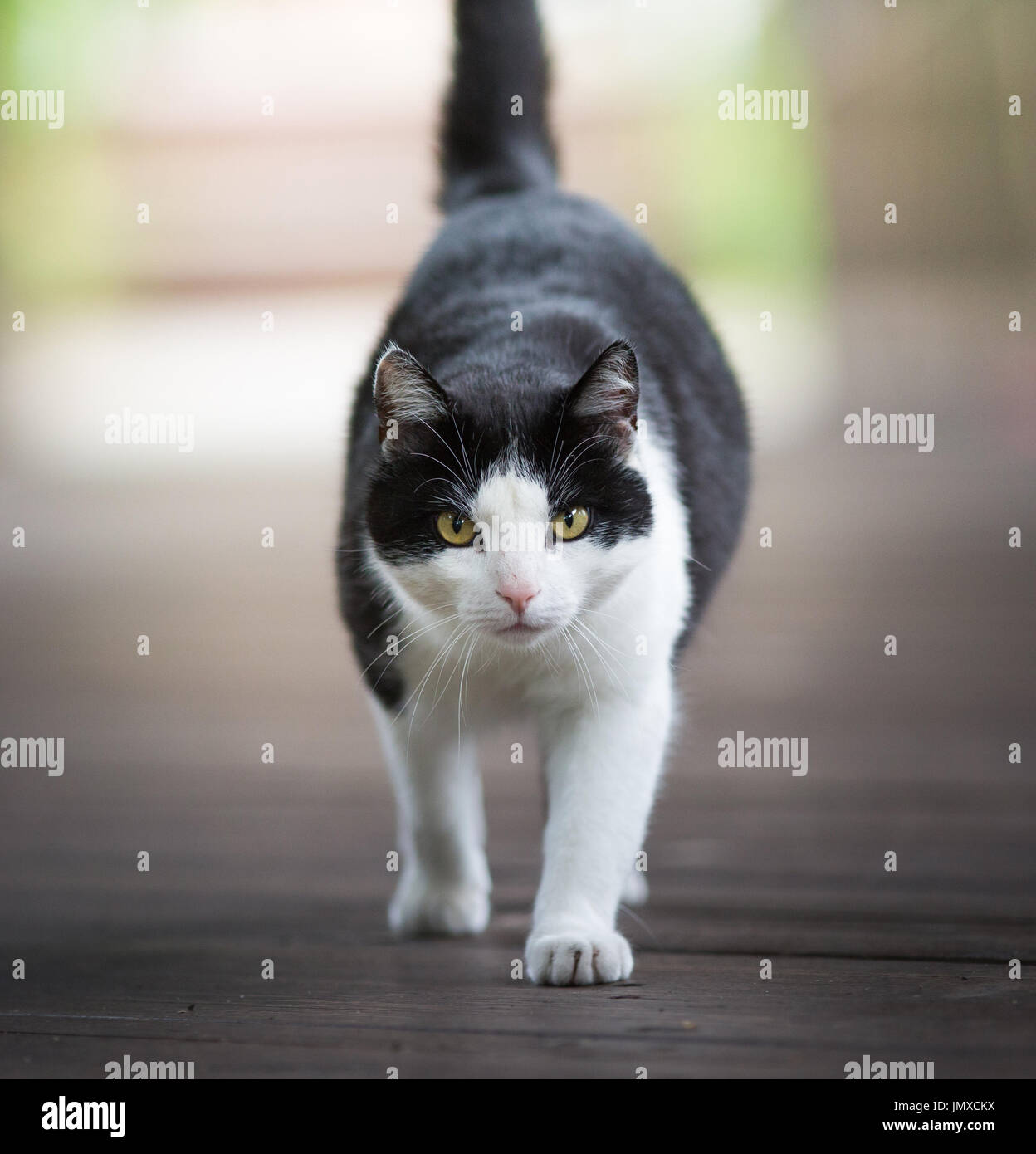 Curious black and white domestic cat walking and staring at camera ...
