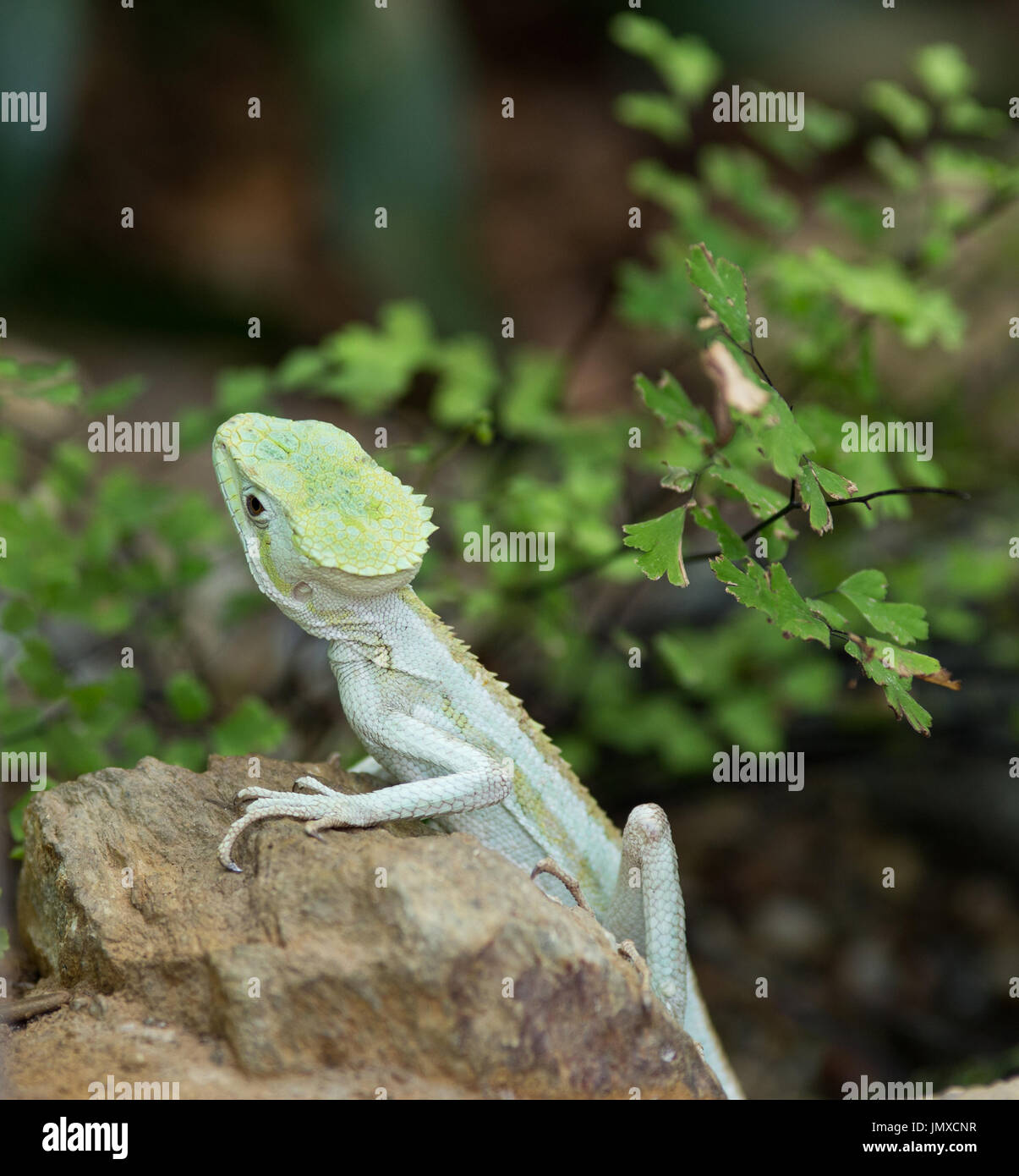 Green basilisk lizard running water hires stock photography and images Alamy