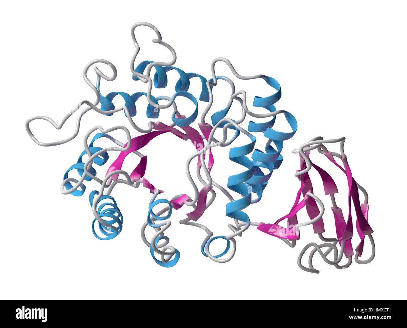 Alpha-galactosidase (Agalsidase) enzyme. Cause of Fabry's disease. Administered as enzyme replacement therapy. Cartoon model, secondary structure colouring (helices blue, sheets pink). Stock Photo