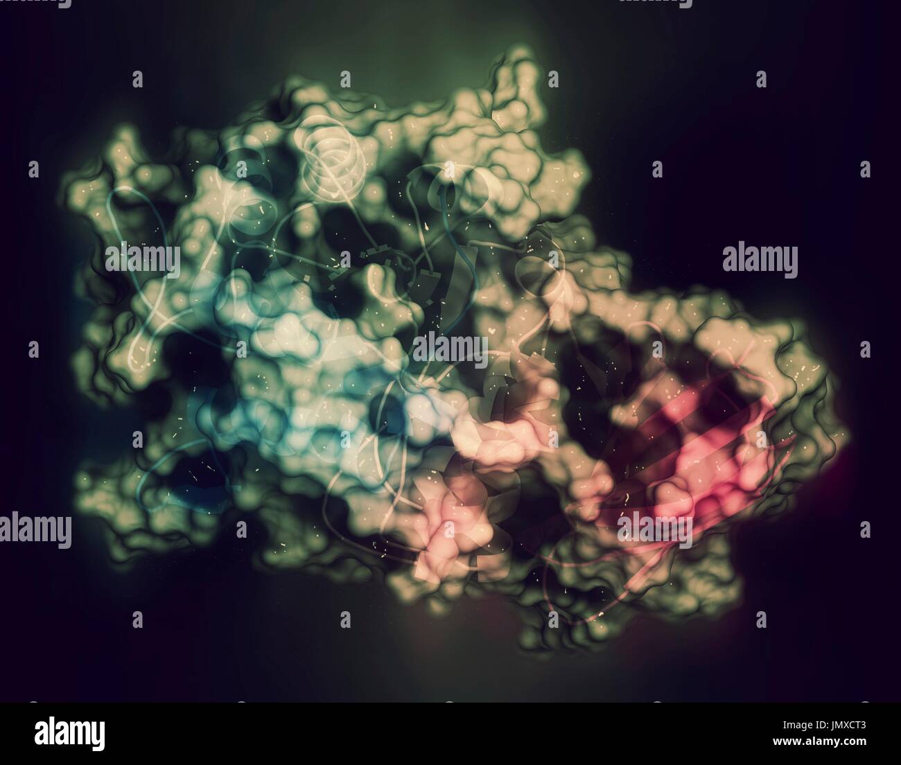 Alpha-galactosidase (Agalsidase) enzyme. Cause of Fabry's disease. Administered as enzyme replacement therapy. Stylized combination of a semi-transparent surface model with a cartoon representation. Cartoon: gradient colouring (N-terminus blue, C-terminus pink). Stock Photo