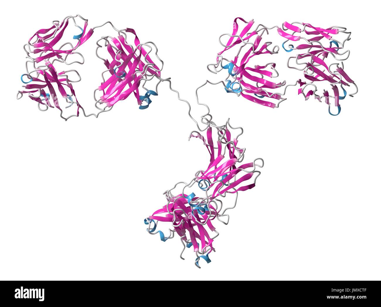 IgG2a monoclonal antibody (immunoglobulin). Many biotech drugs are antibodies. Cartoon model, secondary structure colouring (helices blue, sheets pink). Stock Photo