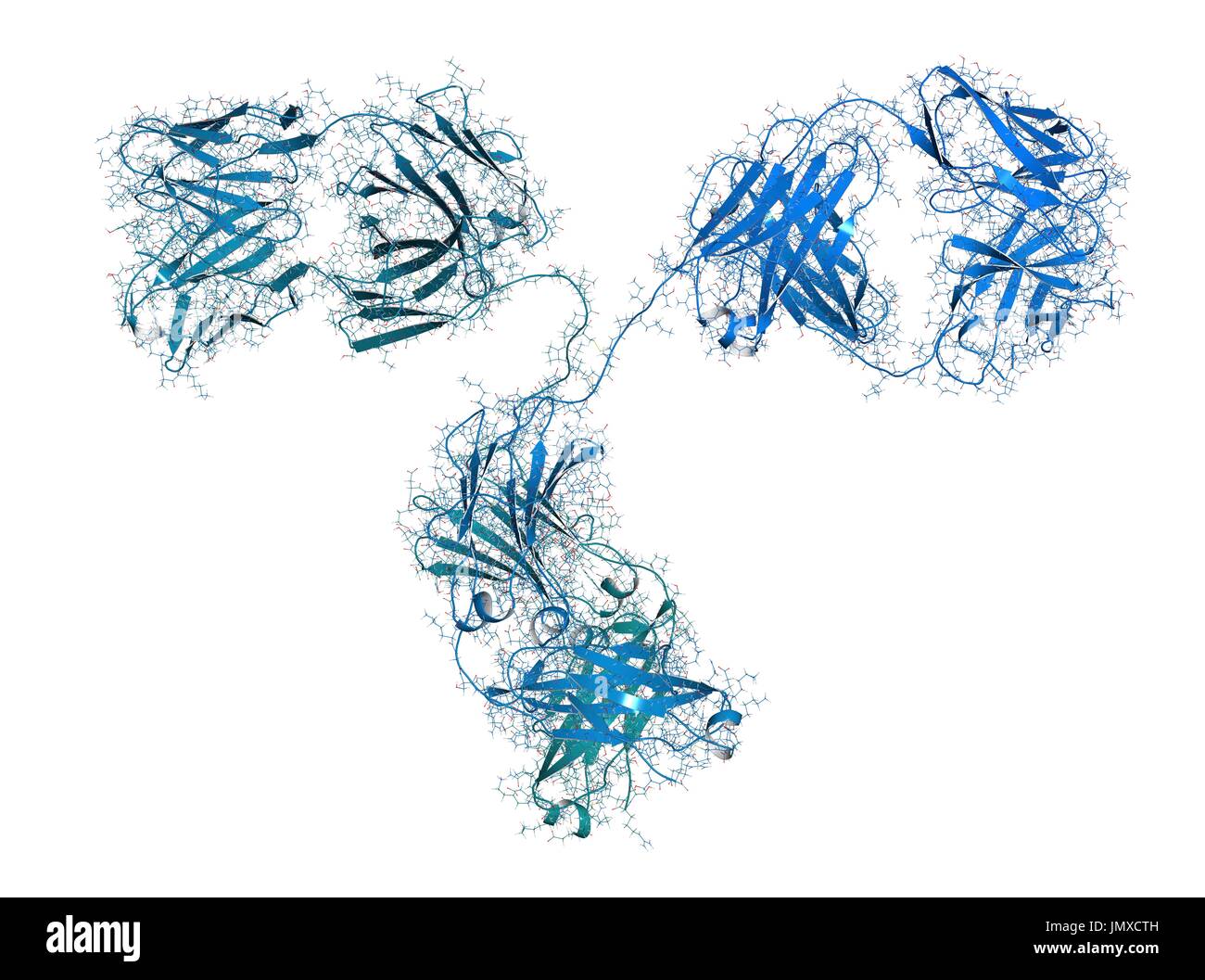 IgG2a monoclonal antibody (immunoglobulin). Many biotech drugs are antibodies. Combined wireframe and cartoon model. Cartoon and carbon atoms: backbone gradient colouring (blue-teal); other atoms: conventional colour coding. Stock Photo