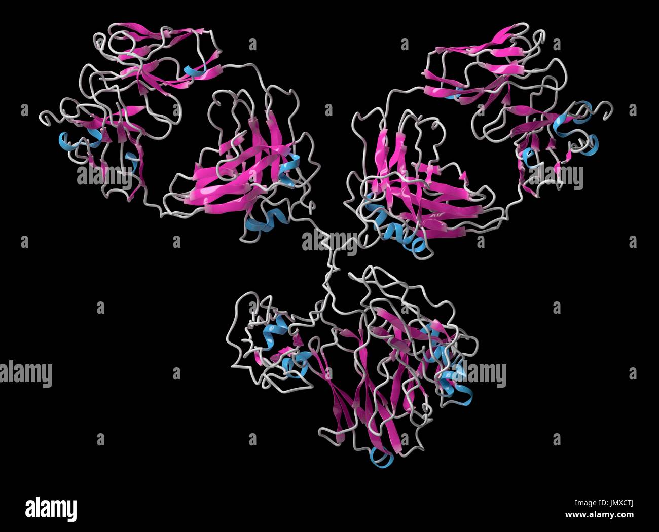 IgG1 monoclonal antibody (immunoglobulin). Many biotech drugs are antibodies. Cartoon model, secondary structure colouring (helices blue, sheets pink). Stock Photo