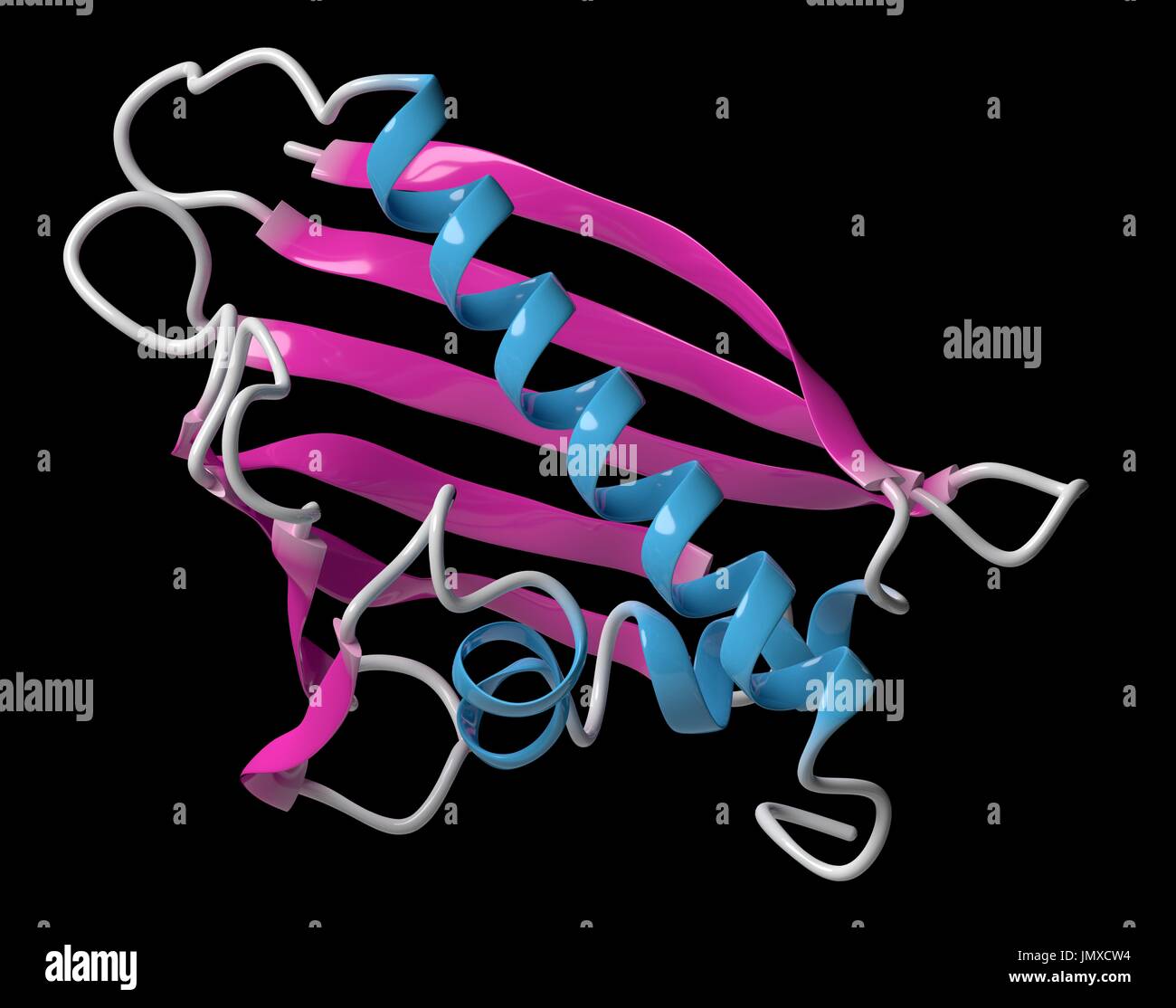 Birch pollen allergen protein Bet V1. Cartoon model, secondary