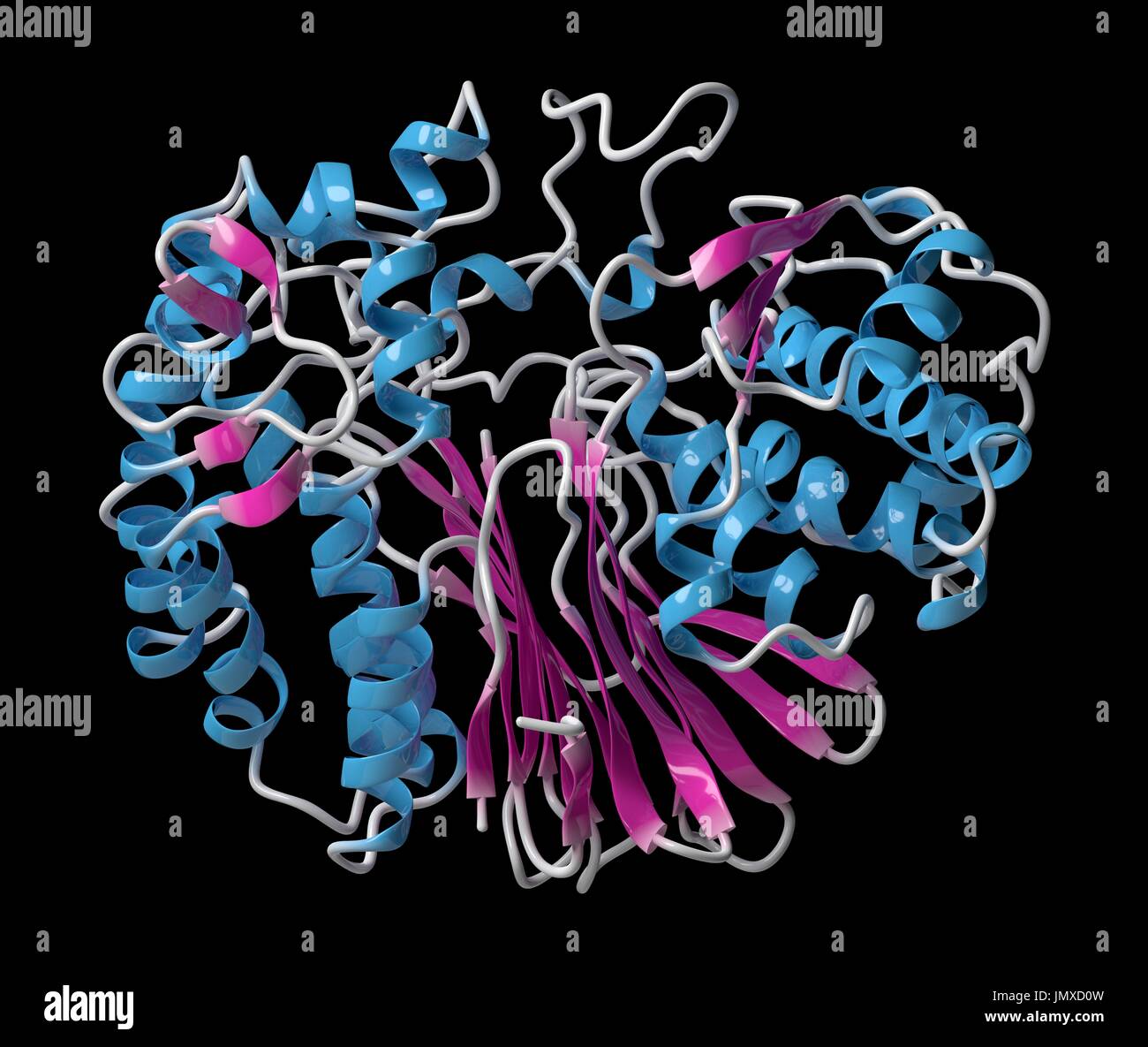 Gamma-glutamyltranspeptidase 1 (GGT 1, gamma-GT, gamma-glutamyl  transferase) enzyme. Used as diagnostic marker for liver disease. Cartoon  model, secondary structure colouring (helices blue, sheets pink Stock Photo  - Alamy