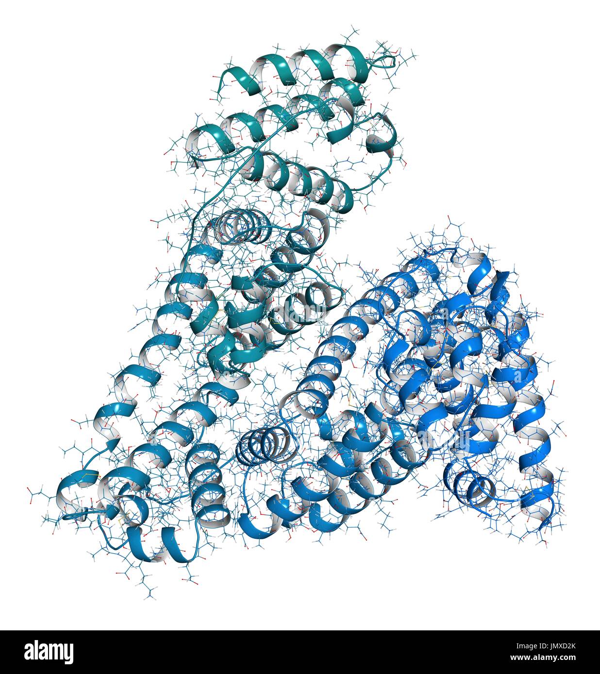 Human serum albumin (HSA) protein. Most abundant protein in human blood  plasma Combined wireframe and cartoon model. Cartoon and carbon atoms:  backbone gradient colouring (blue-teal); other atoms: conventional colour  coding Stock Photo -