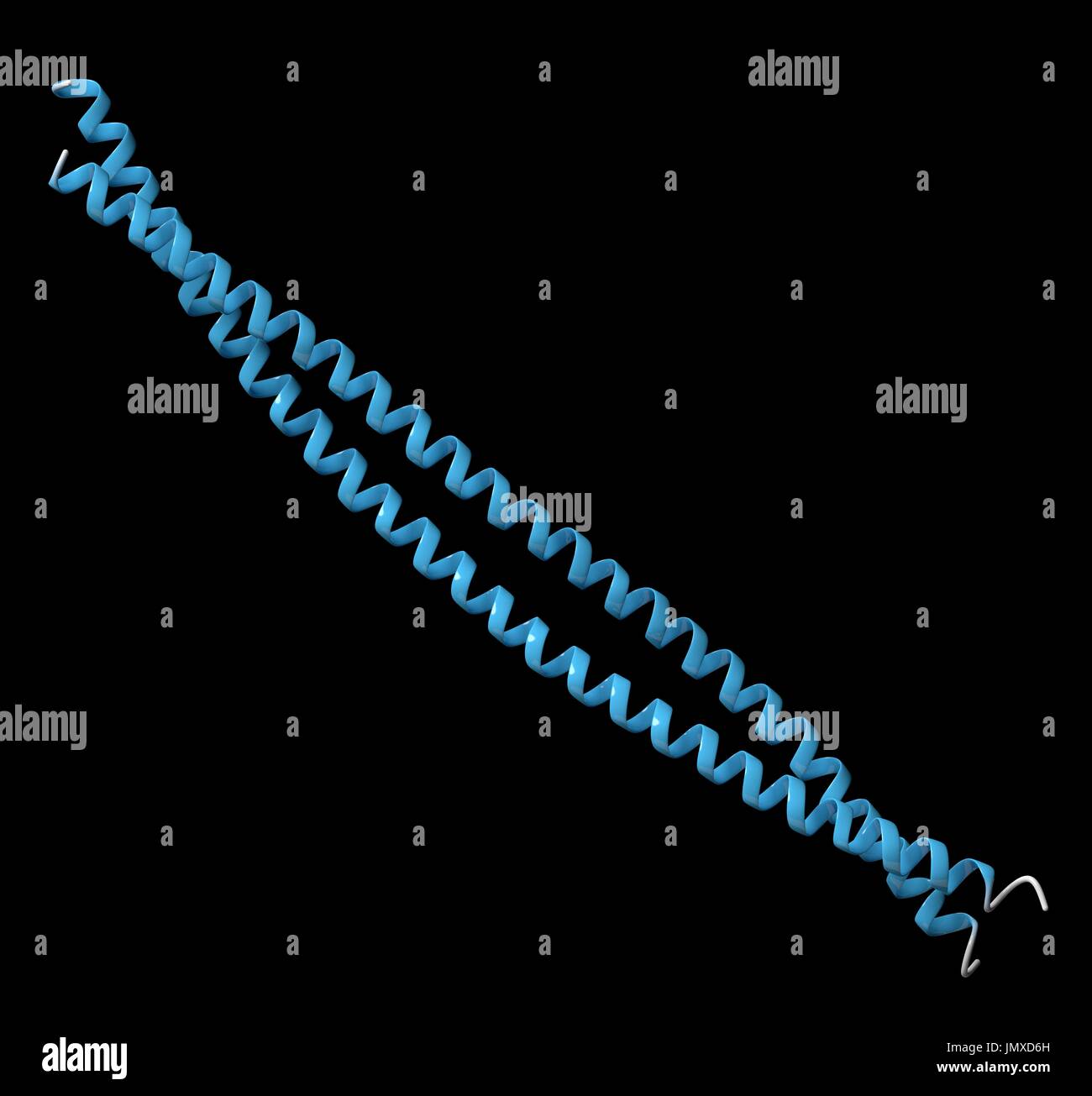 Keratin intermediate filament. Protein that is one of the main components of human skin, hair and nails. Cartoon model, secondary structure colouring (helices blue). Stock Photo