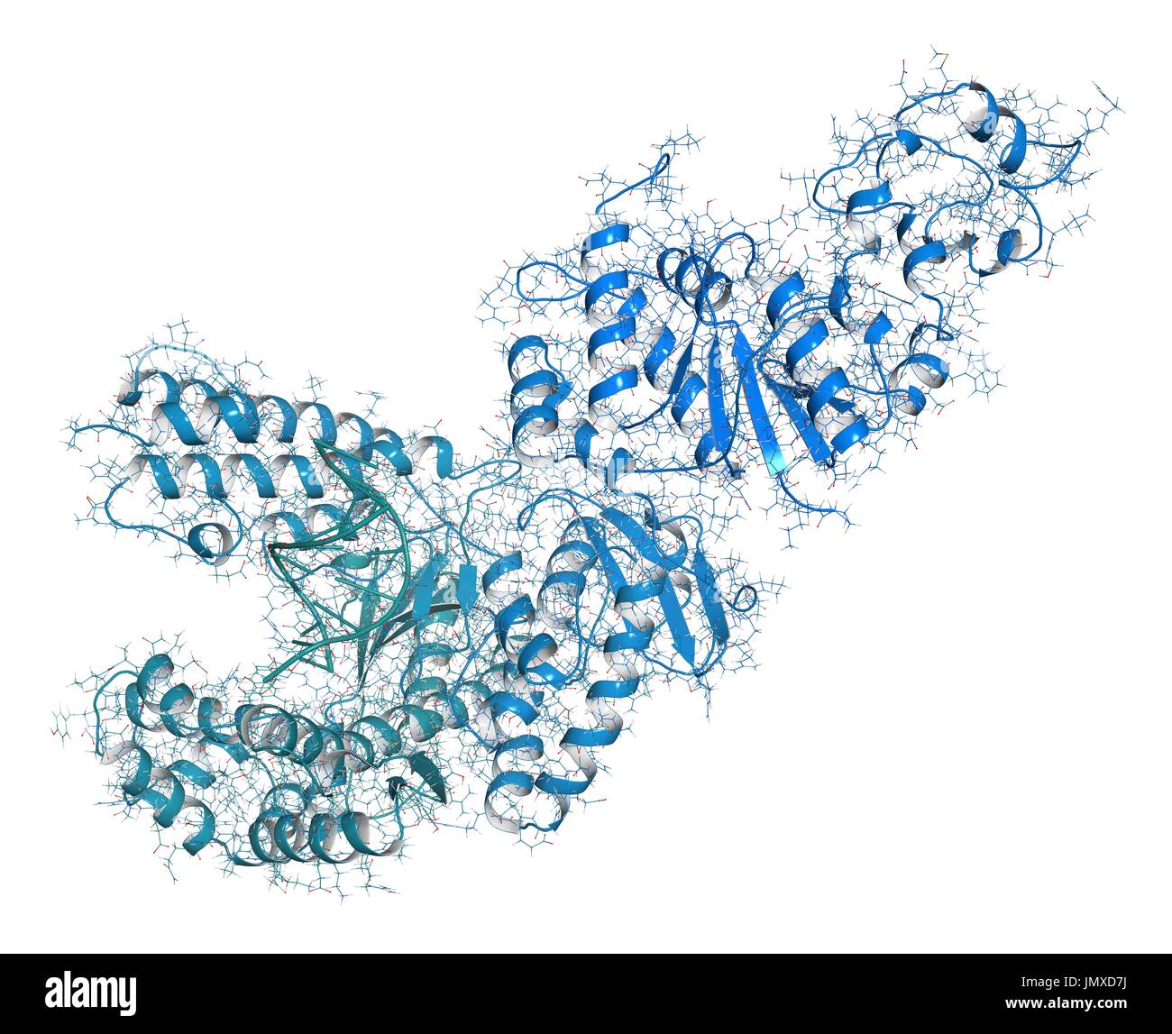 Taq polymerase (Thermus aquaticus polymerase) enzyme bound to DNA