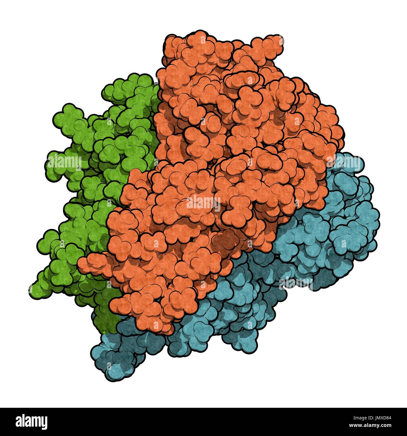 Tumour necrosis factor alpha (TNF) cytokine protein molecule. Clinically used inhibitors include infliximab, adalimumab, certolizumab and etanercept and are used to treat diseases such as Crohn's disease, psoriasis and rheumatoid arthritis. Space-filling model. Chains (monomers of the trimer) shown in different colours. Stock Photo