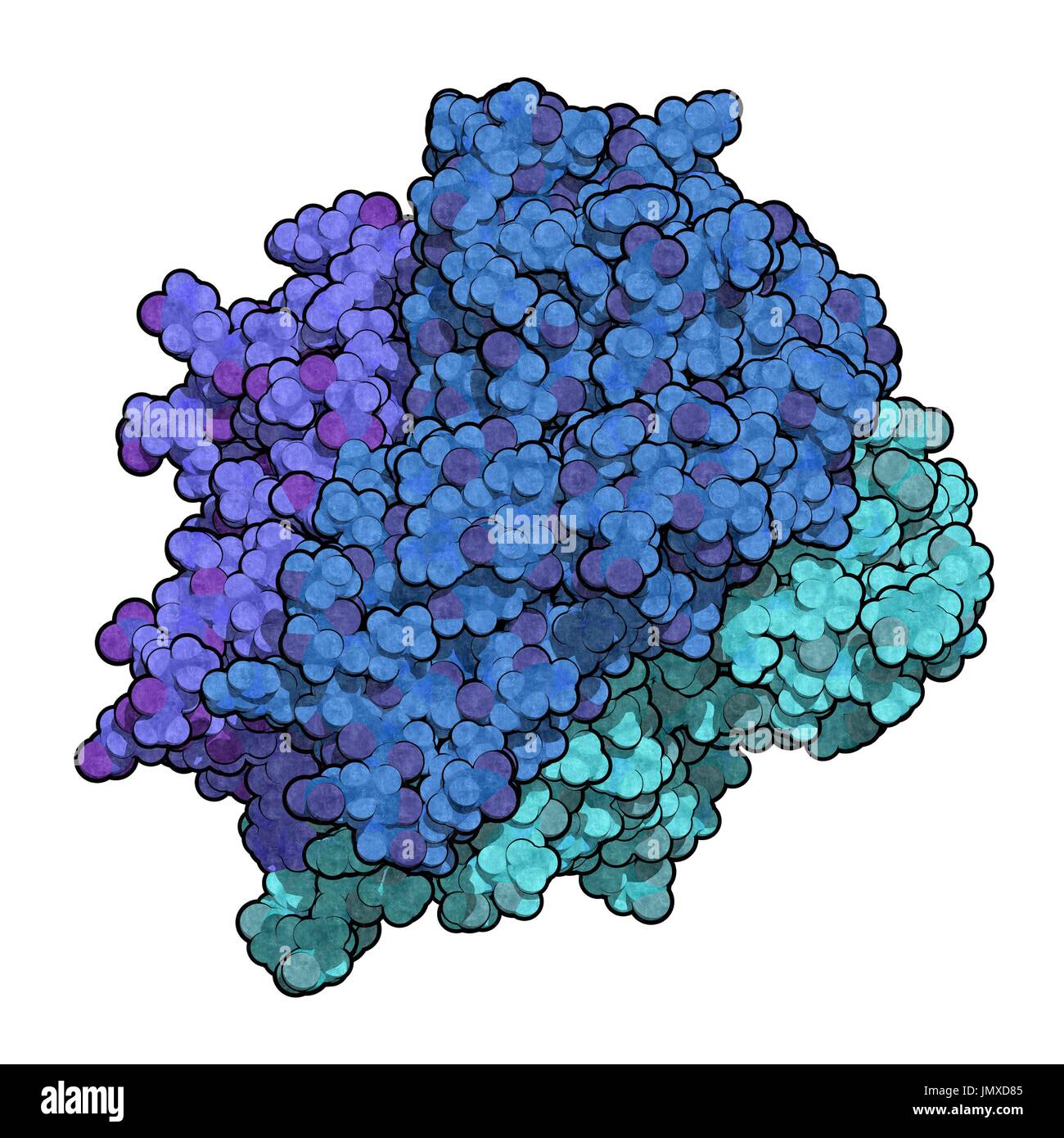Tumour necrosis factor alpha (TNF) cytokine protein molecule. Clinically used inhibitors include infliximab, adalimumab, certolizumab and etanercept and are used to treat diseases such as Crohn's disease, psoriasis and rheumatoid arthritis. Space-filling model. Chains (monomers of the trimer) shown in different colours. Stock Photo