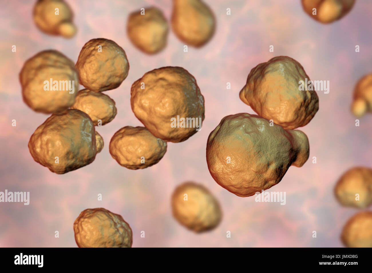 Cryptococcus neoformans fungus, computer illustration. C. neoformans is a yeast-like fungus that reproduces by budding. An acidic mucopolysaccharide capsule completely encloses the fungus. It can cause the disease cryptococcosis, especially in immune deficient patients, such as those with HIV/AIDS (acquired immunodeficiency syndrome). The infection may cause meningitis, and may also be located in the lungs, skin or other body regions. The most common clinical form is meningoencephalitis. It is caused by inhaling the fungus found in soil that has been contaminated by pigeon droppings. Stock Photo