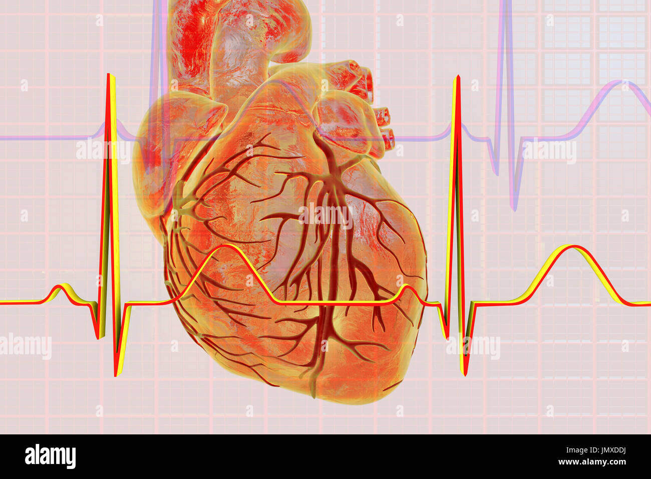 Illustration showing a heart overlaid with a normal electrocardiogram (ECG). Stock Photo