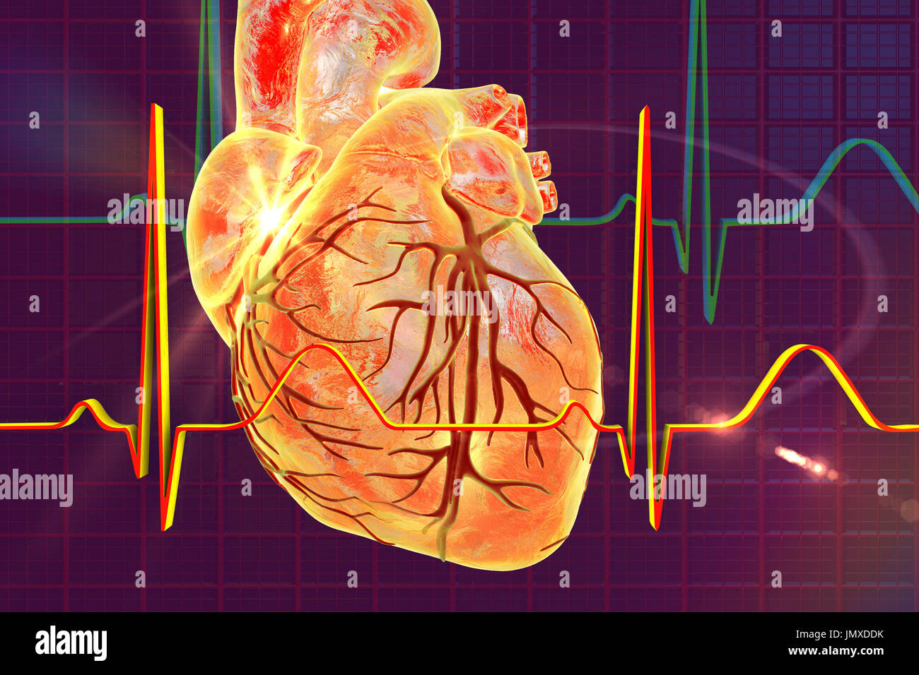 Illustration showing a heart overlaid with a normal electrocardiogram (ECG). Stock Photo