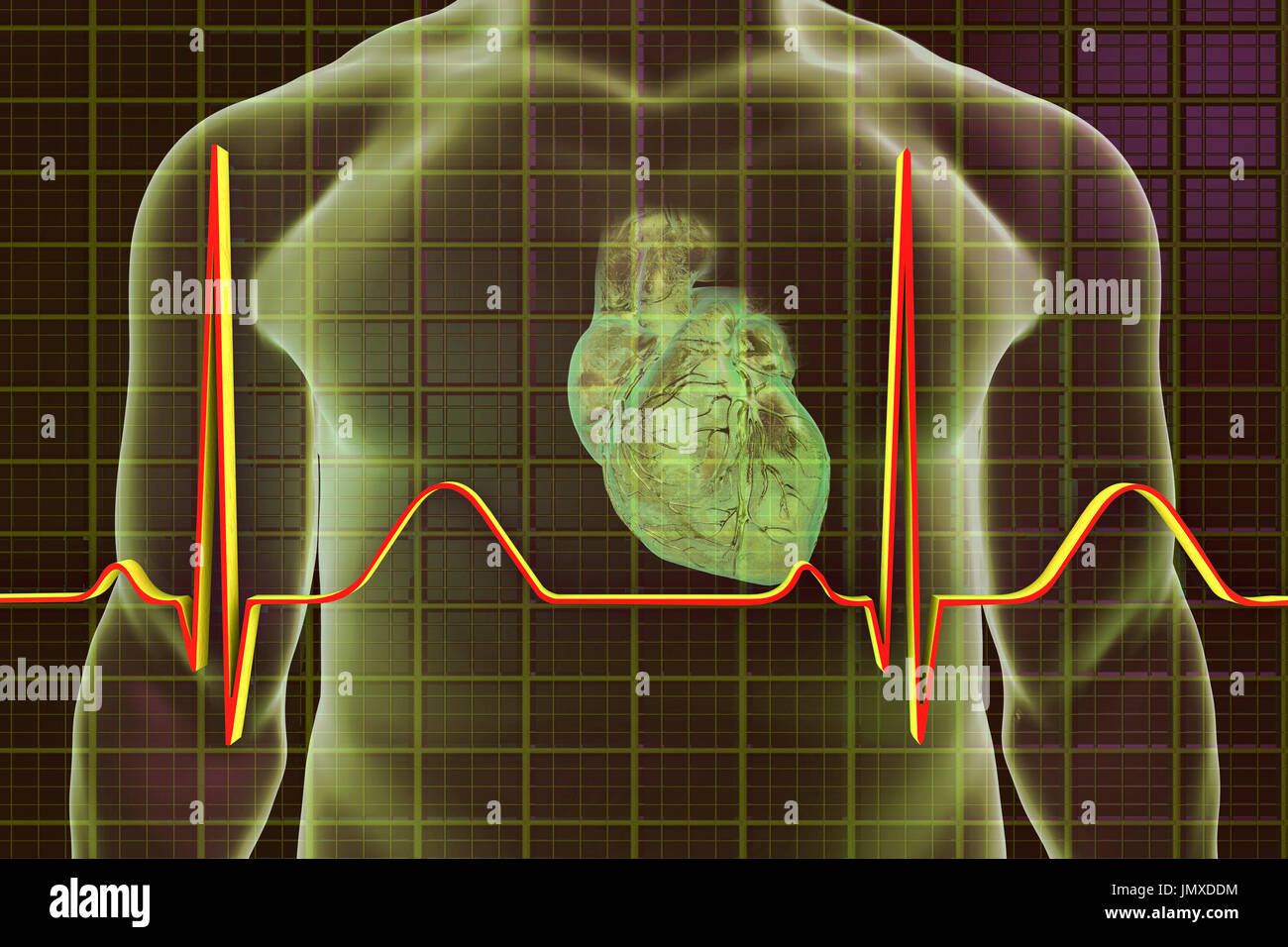 Illustration showing a heart overlaid with a normal electrocardiogram (ECG). Stock Photo