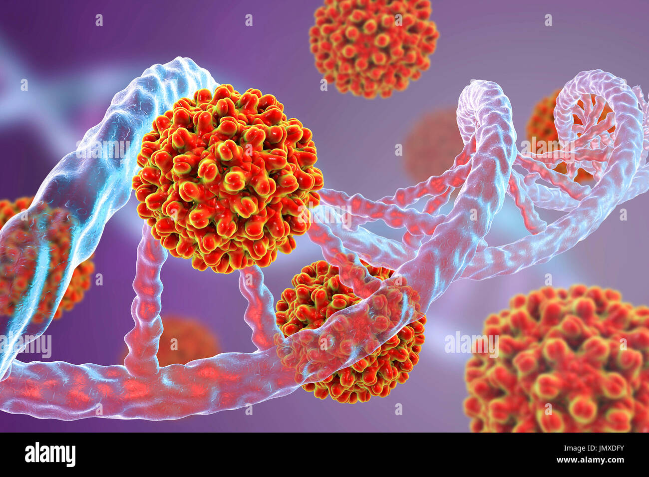 Hepatitis B viruses and DNA. Conceptual image for viral oncogenesis. Hepatitis B viruses (HBV) can integrate into host DNA as insertional mutagens causing the activation of a cellular proto-oncogene. Integration of viral DNA into the human genome is considered an early event in the carcinogenic process and can induce, through insertional mutagenesis, the alteration of gene expression and chromosomal instability. Stock Photo