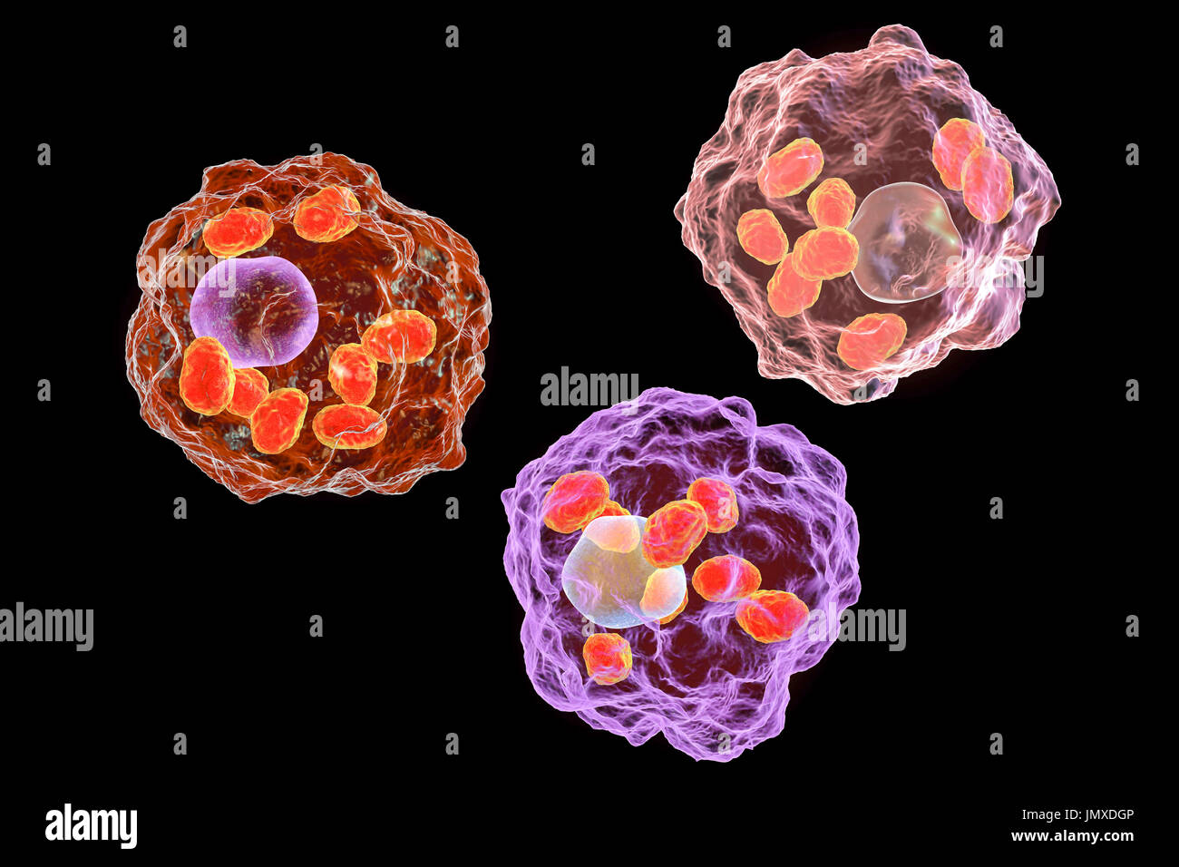 Amastigotes of Leishmania parasites inside macrophages, illustration. Leishmania sp. cause leishmaniosis, a tropical disease transmitted by bites from infected sand-flies. These are the non-flagellated amastigote form of the parasite. In humans flagellated promastigotes infect macrophages and are transformed into amastigotes. There are two forms of leishmaniosis. The first, cutaneous leishmaniosis, affects the skin giving rise to an ulcer at the site of the bite. This mainly heals naturally, although scarring may occur. The more serious, visceral leishmaniosis (kala-azar), causes fever and Stock Photo