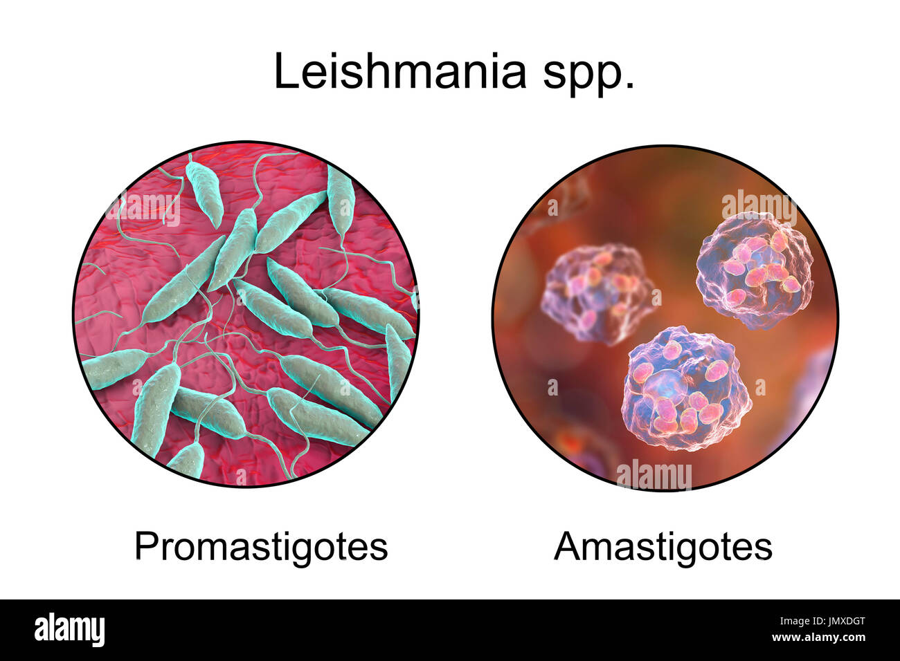 Leishmania Amastigote And Promastigote