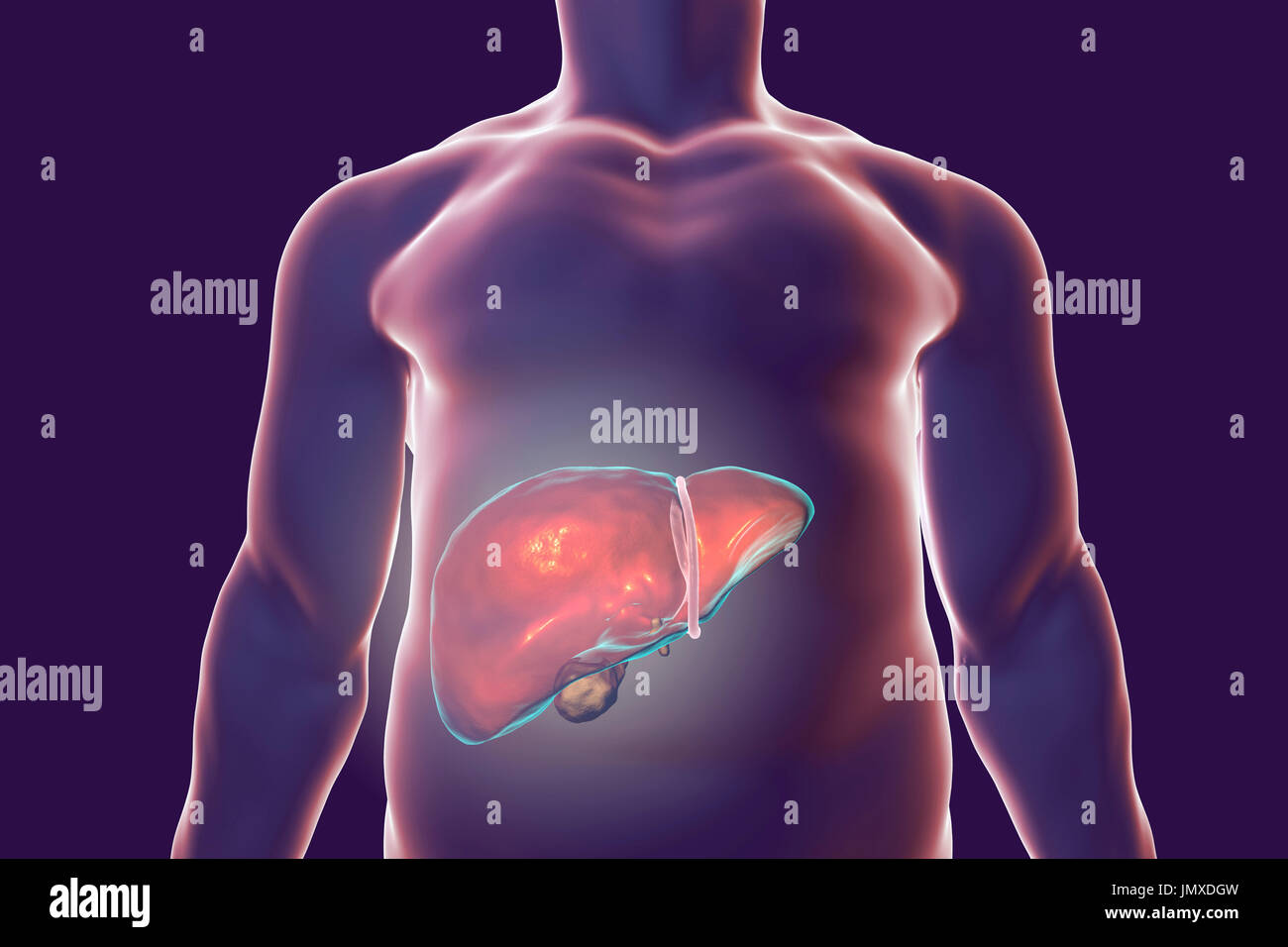 Human liver, computer illustration. Stock Photo