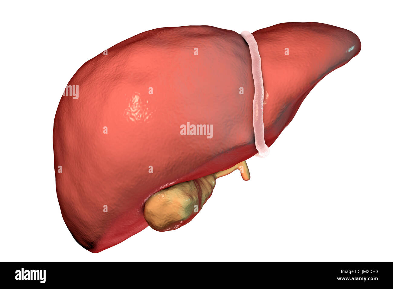 Normal human liver hi-res stock photography and images - Alamy