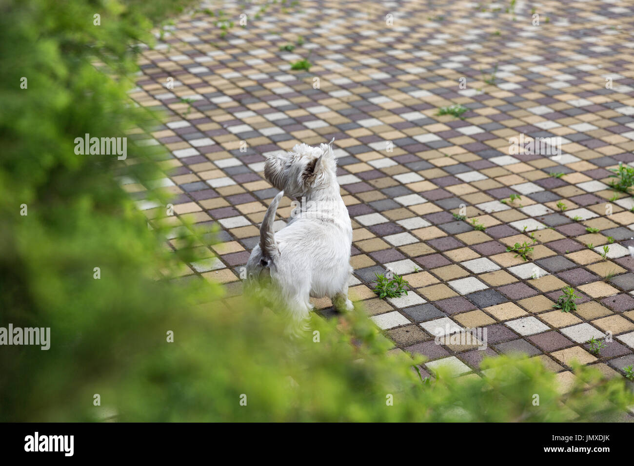 Westie dog on the paving tile. West Highland White Terrier, commonly known as the Westie, a breed of dog from Scotland. Stock Photo