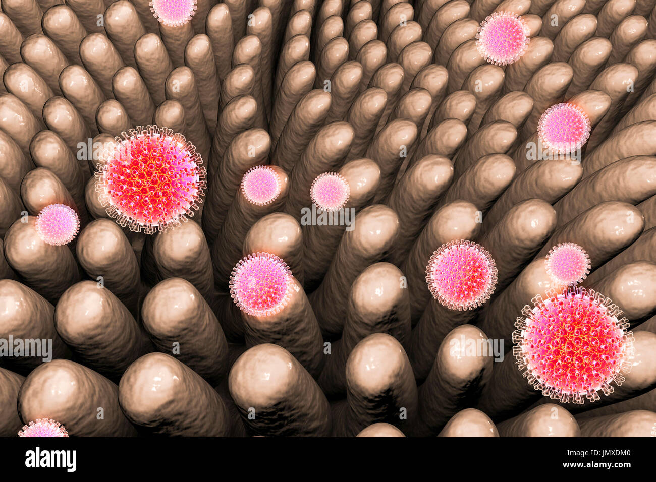 Rotaviruses infecting intestine, computer illustration. The virus ...