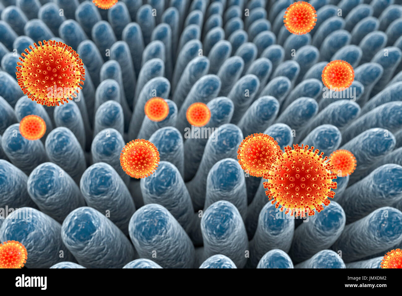 Rotaviruses infecting intestine, computer illustration. The virus ...