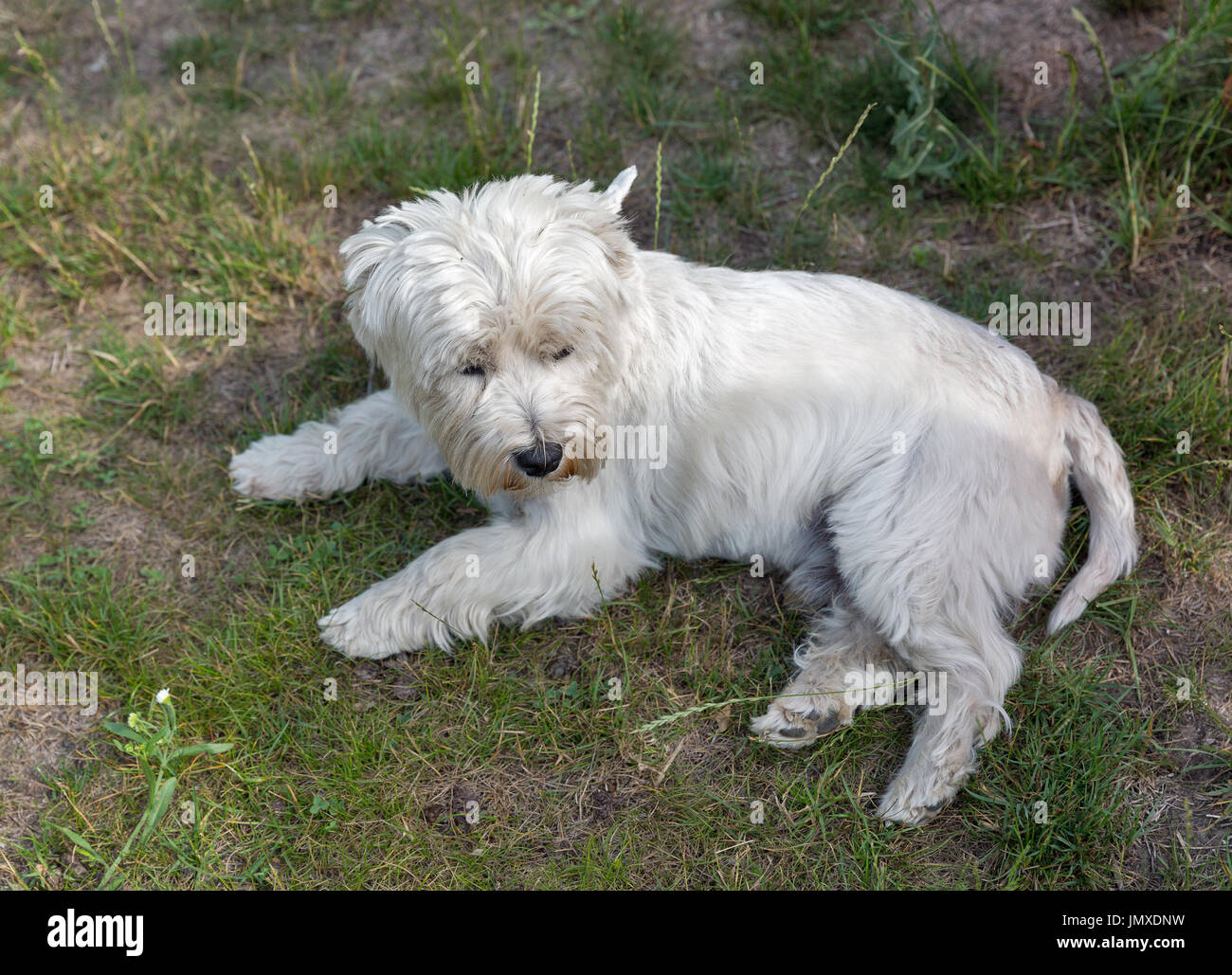 Westie dog lies on the groung closeup. West Highland White Terrier, commonly known as the Westie, a breed of dog from Scotland. Stock Photo