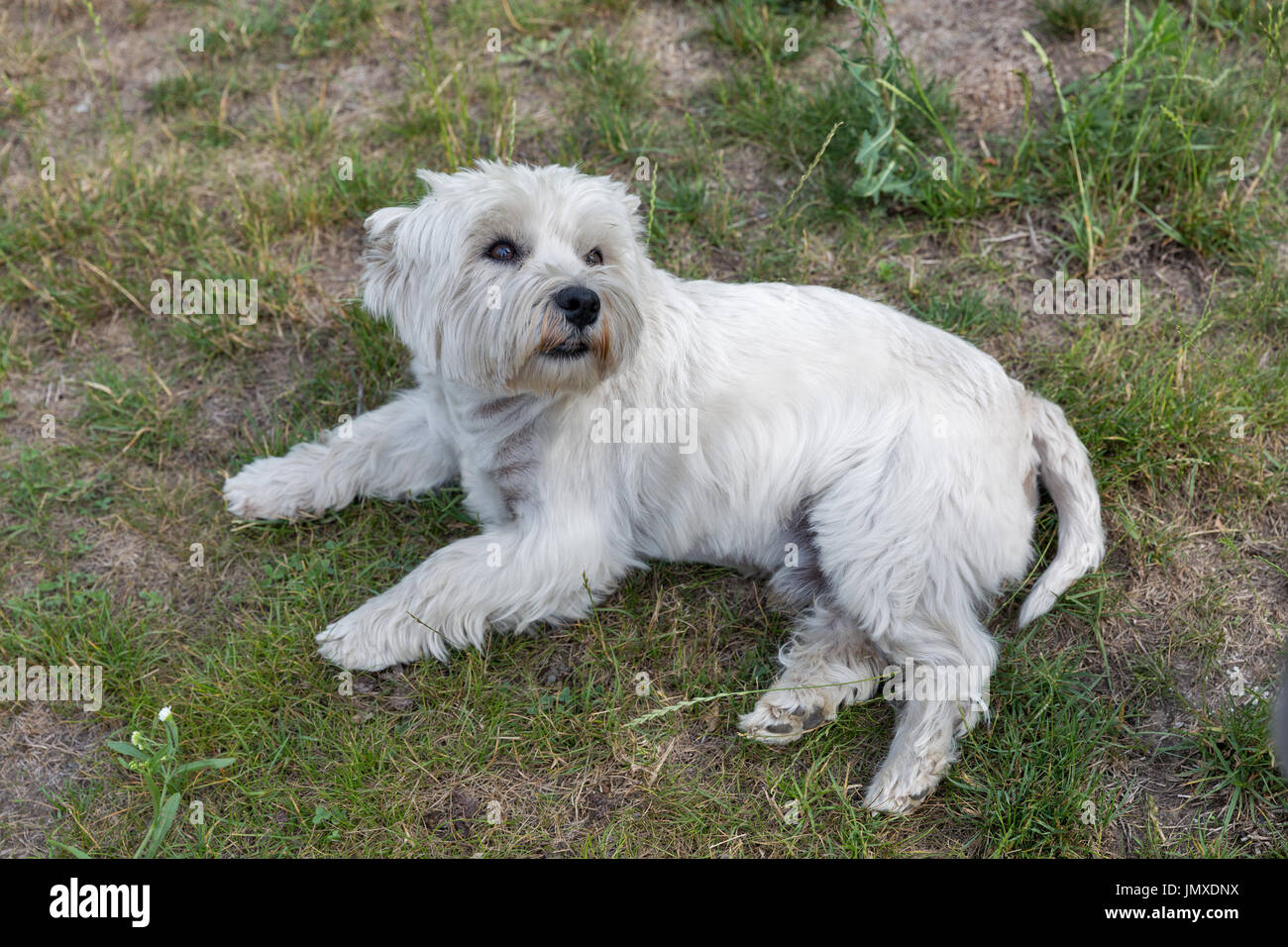Westie dog lies on the groung closeup. West Highland White Terrier, commonly known as the Westie, a breed of dog from Scotland. Stock Photo