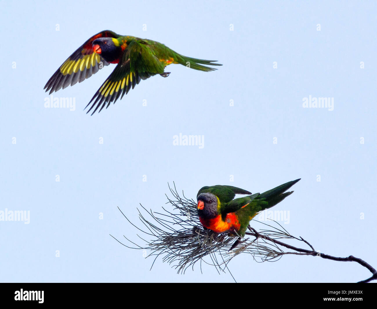 Rainbow Lorikeet flies above a second one at Cape Byron Bay, New South Wales, Australia. Stock Photo