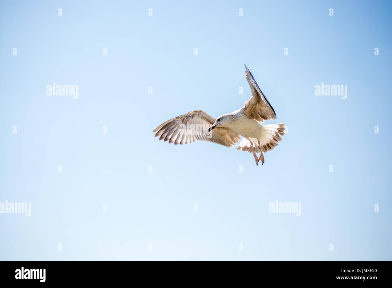 Single seagull flying in a cloudy sky as a background Stock Photo - Alamy