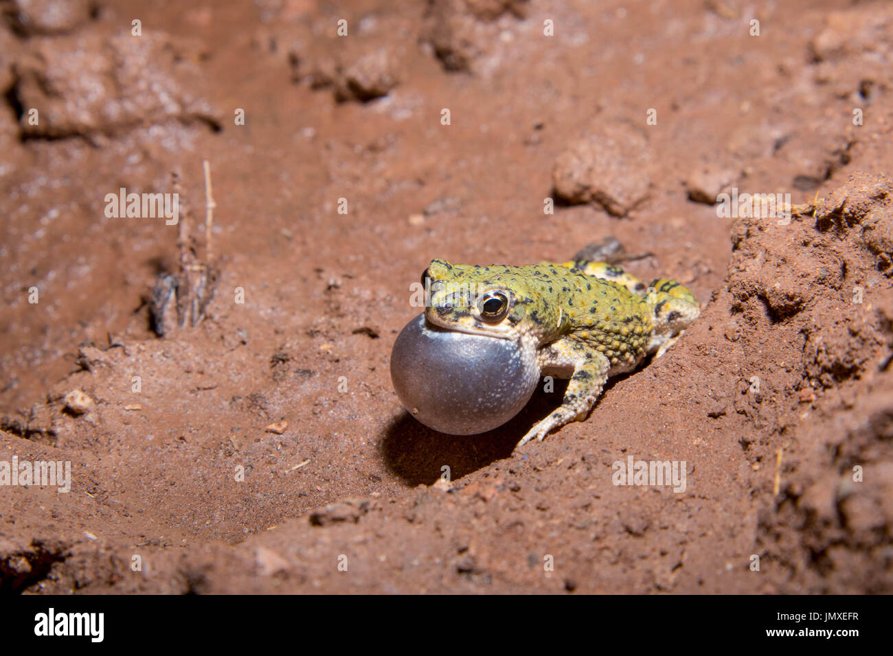 Calling male Western Chihuahuan Green Toad, (Anaxyrus debris insidior), Coralitos Ranch Road, Dona Anna co., New Mexico, USA. Stock Photo