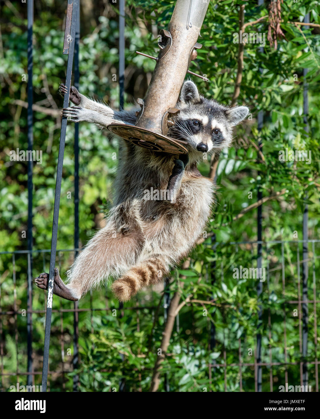Wild eastern raccoon eating shelled sunflower seed from a bird feeder