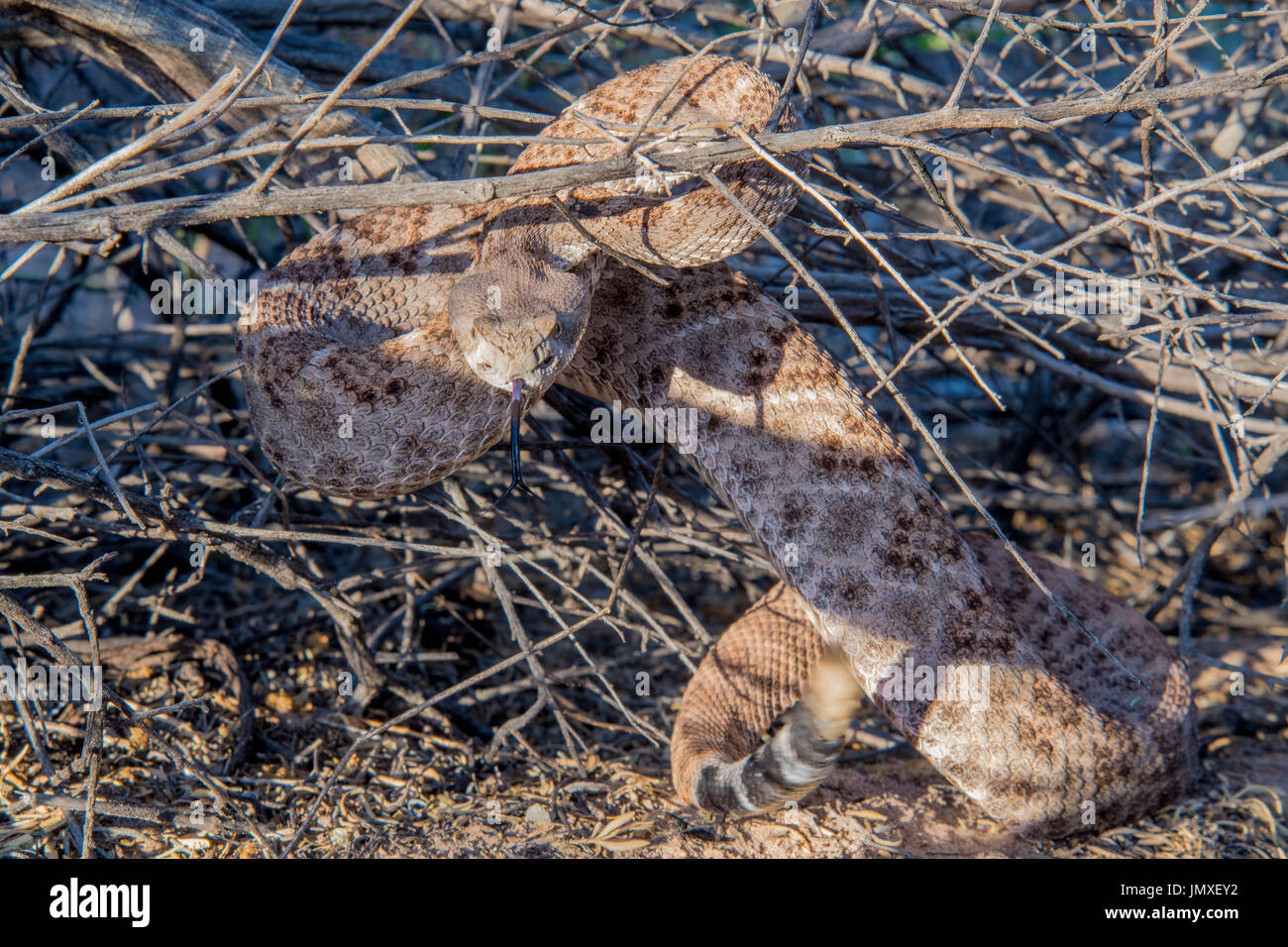 Western Diamond-backed Rattlesnake, (Crotalus atria), Bosque del Apache ...