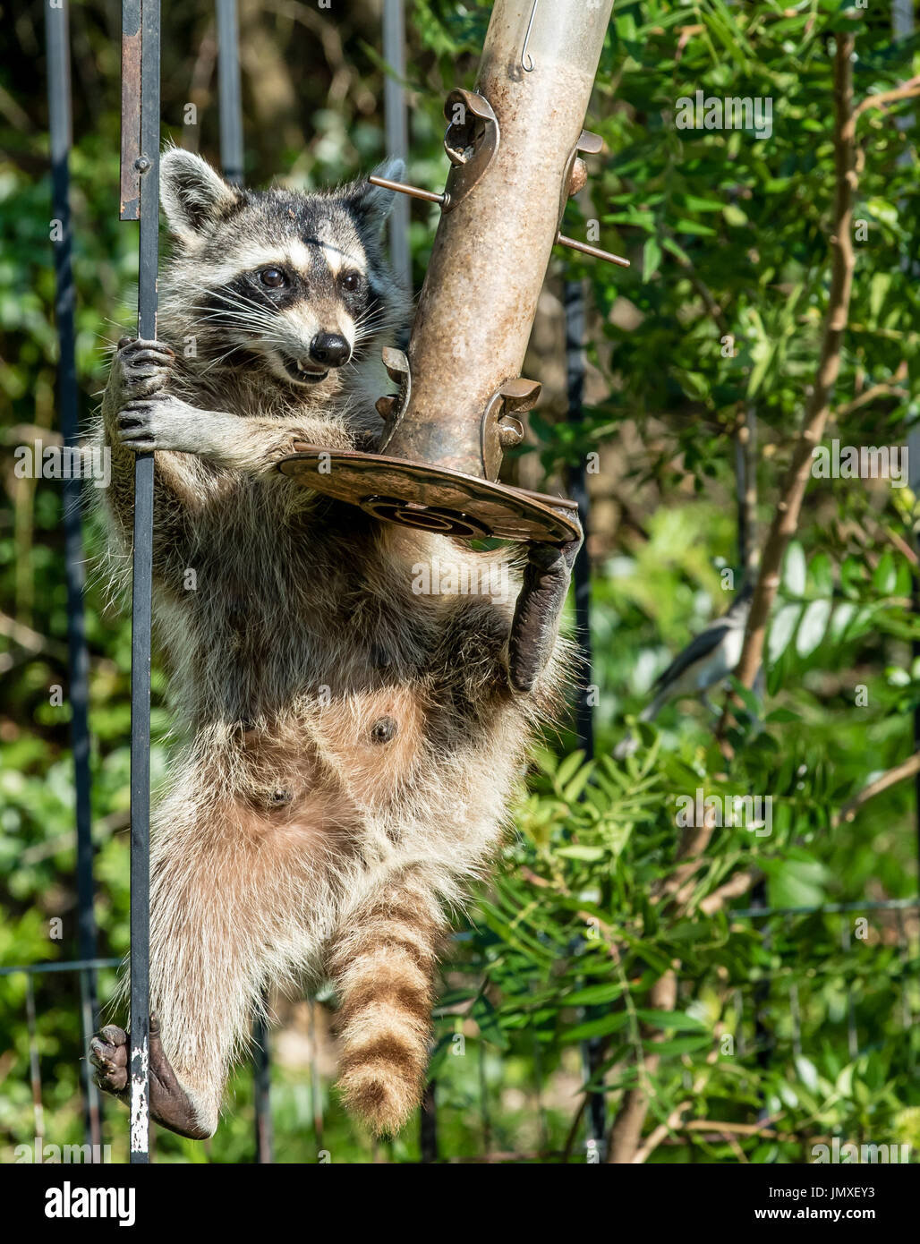 Wild Eastern Raccoon Eating Shelled Sunflower Seed From A Bird