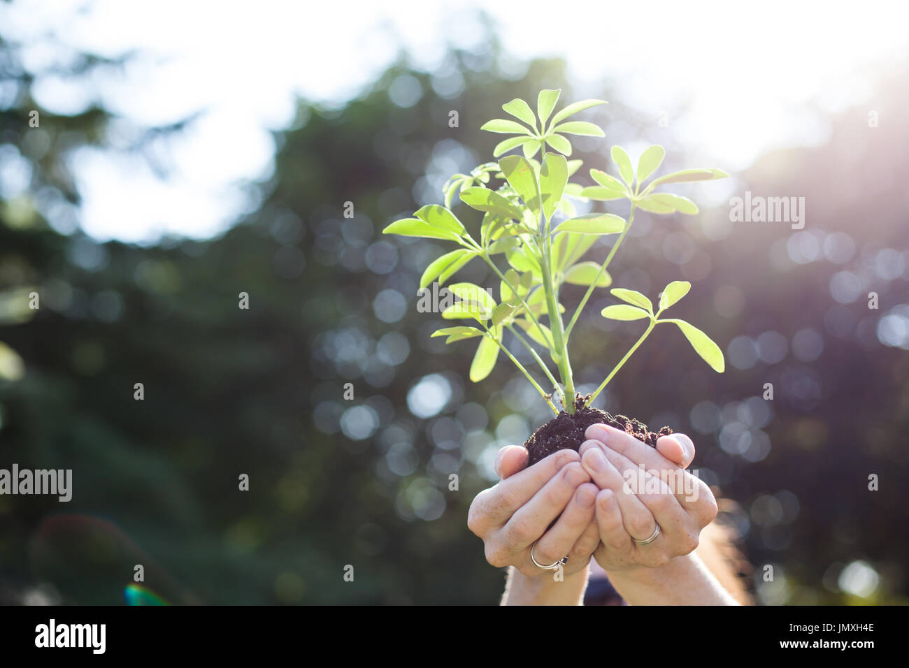 Sunlight catches this young fresh new plant as it is raised up. Stock Photo